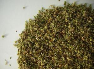OREGANO