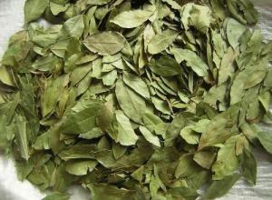 LAUREL LEAVES