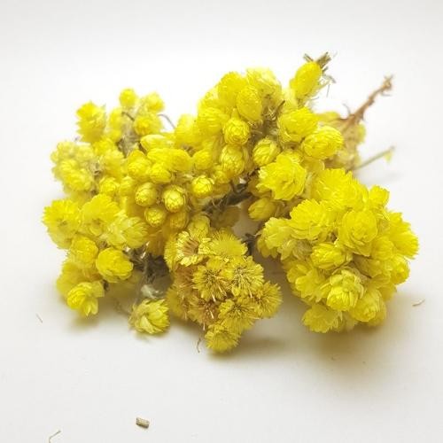 Apricot Kernels - Apricot Seeds