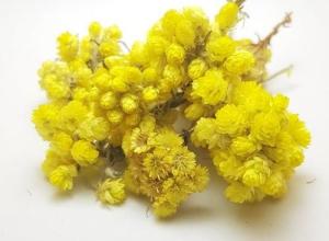 IMMORTELLE - DWARF EVERLAST