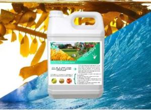 Fermented seaweed extract - active ingredient