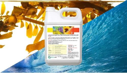 Micronized seaweed cream - growth promoter