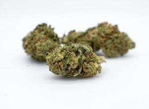 Ragdoll – apple punch cbd 5%