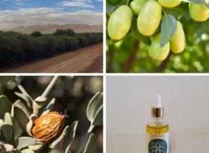 Jojoba oil ORGANIC