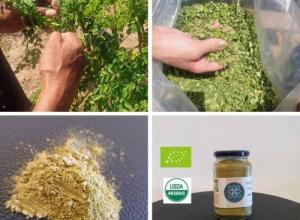 Moringa powder