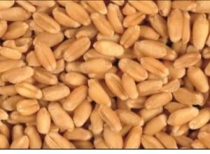 DURUM WHEAT