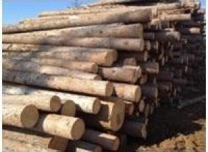 Wood Logs