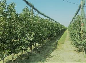  We sell the garden, income 6-7 million rubles per year