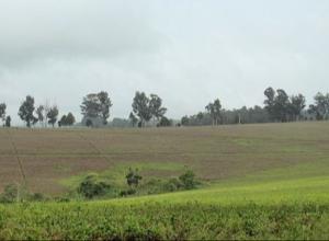  Agricultural project