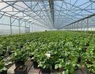  Ready-made greenhouse business for sale. Payback 2 years.