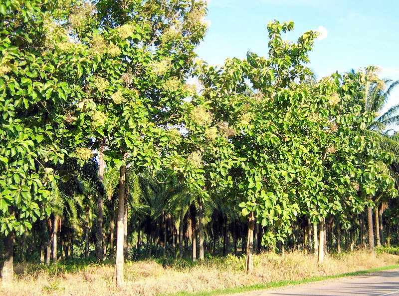 2500 hectares of teak trees plantation in Costa Rica (NFT project possibility)