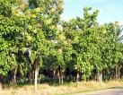 2500 hectares of teak trees plantation in Costa Rica (NFT project possibility)