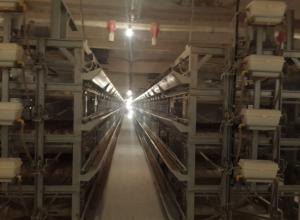  Sale of a poultry farm