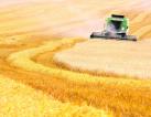 Agricultural company with an elevator in the Chernihiv region