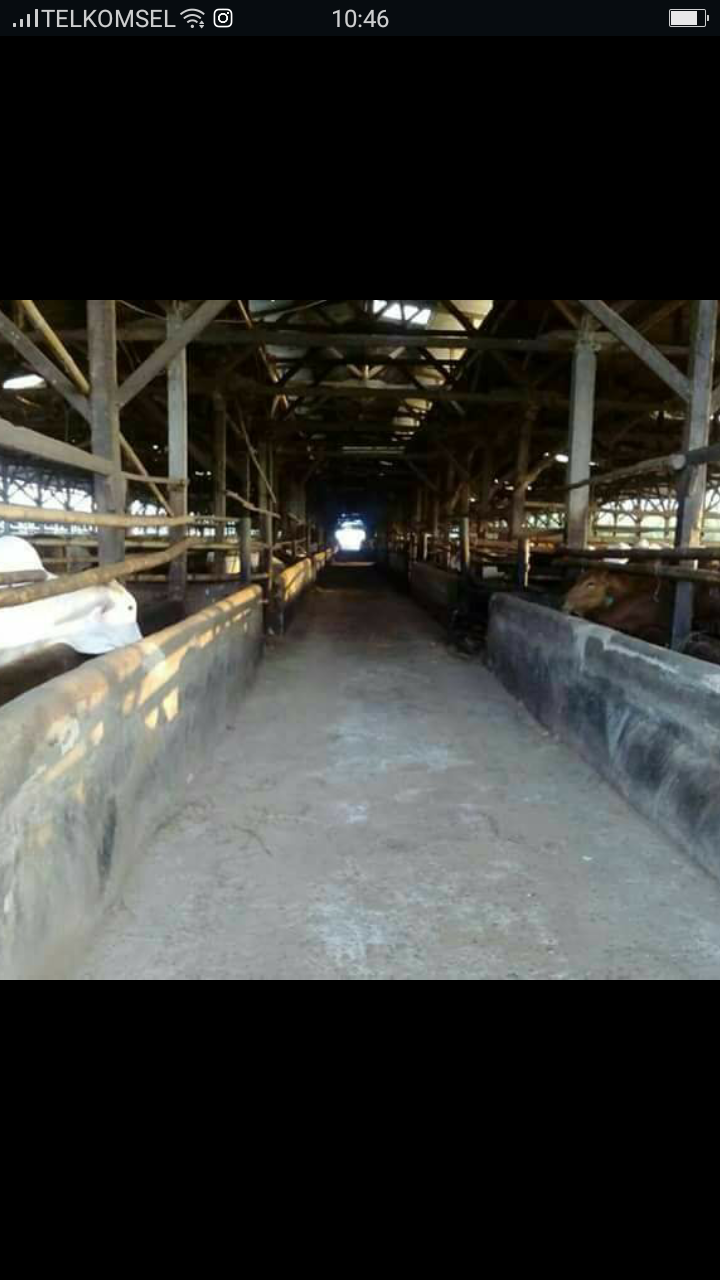 Cow Farm 14,6 hectares in Indonesia for sale USD 3,5 million nett