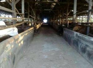 Cow Farm 14,6 hectares in Indonesia for sale USD 3,5 million nett