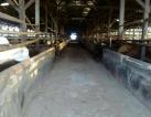 Cow Farm 14,6 hectares in Indonesia for sale USD 3,5 million nett