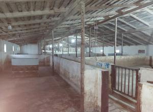  Pig farm for sale