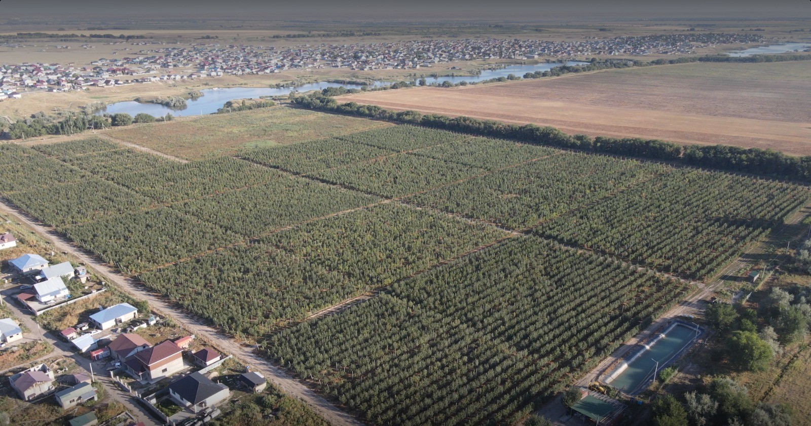  Apple orchard in Almaty region