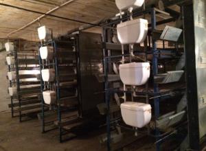 Selling a ready-made business. Poultry farm.