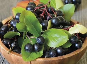 Aronia