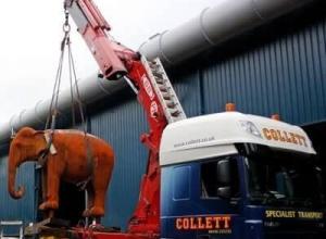 Crane vehicles & lorry loaders