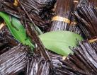 Vanilla Extracts