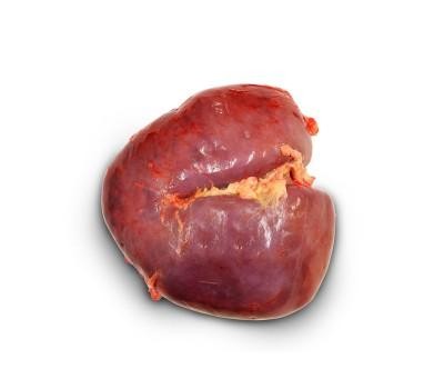 Lungs