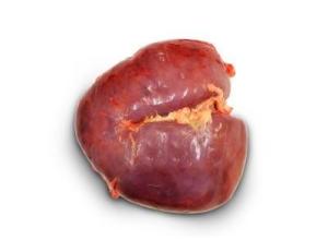Kidney