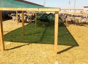 Search for an investor to expand the sheep export business to eastern countries