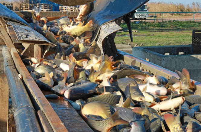 Fish hatchery - production of fish seed