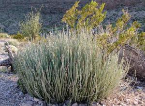 Candelilla Wax
