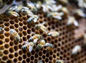 Beeswax