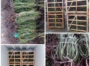 Bush rose plants - bare root