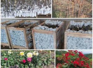 Standard Rose plants