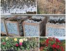Standard Rose plants