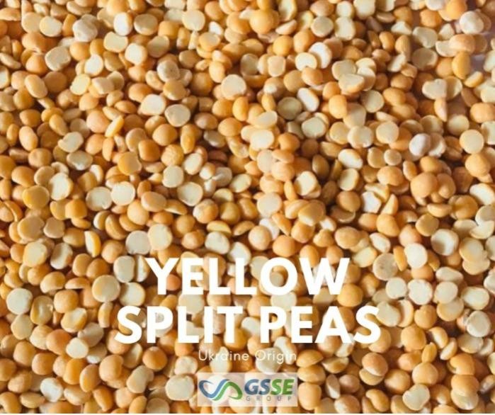 White Sorghum