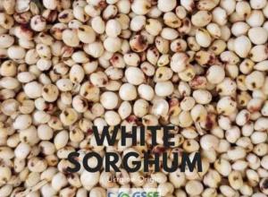 White Sorghum