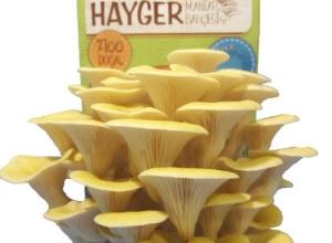 Golden Oyster Mushroom - All in one Gourmet Mushroom Growing