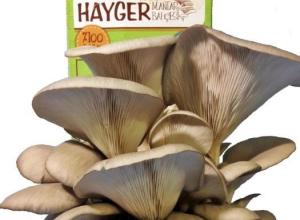 Oyster Mushroom Garden Home grow kit (Grey)