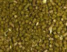 BREWING ENZYMES