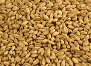 Wheat grain, grade 2