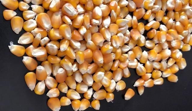Wheat grain, grade 3