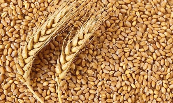 Wheat grain, grade 3