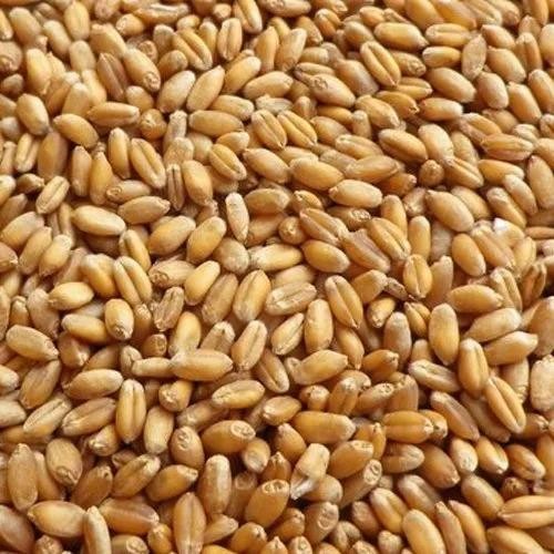 Buckwheat
