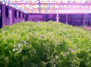 Indoor Farming Projects