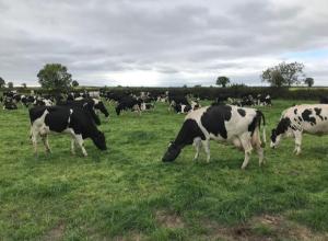 Milk and milk products
