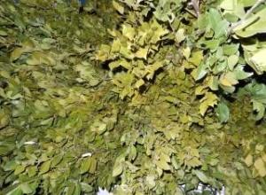 bay leaf pure essential oils