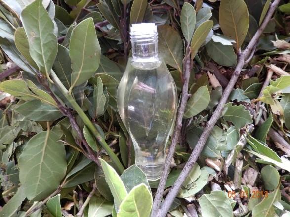 myrtle leaf pure essential oils