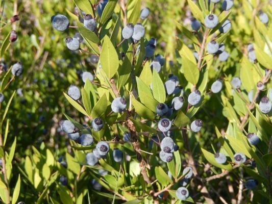 bay leaf pure essential oils